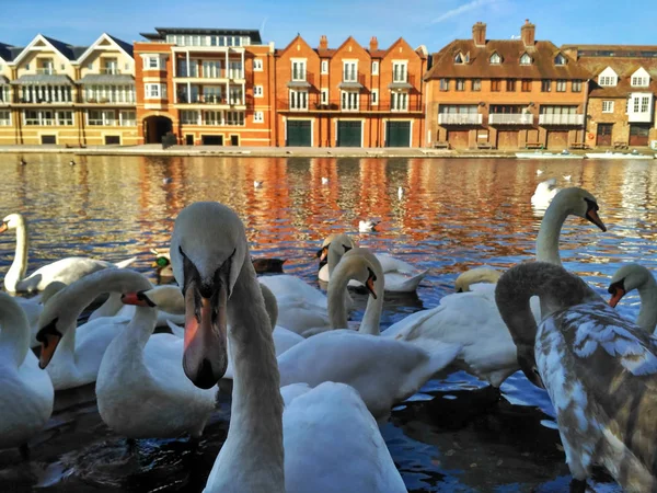 Una Bandada Grandes Cisnes Blancos Río Támesis Windsor Gran Bretaña —  Fotos de Stock