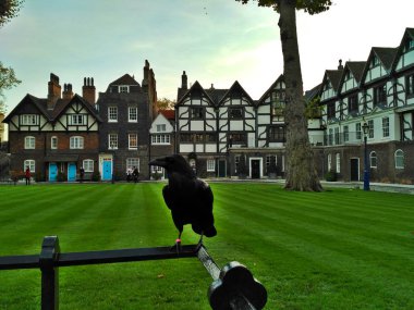 Londra / İngiltere - 31 Ekim 2016: Tower of London bahçesinde çitin üzerinde siyah bir kuzgun. Yeşil çim, evler ve ağaçlar.