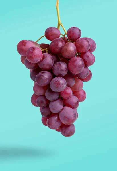 Ramo de uvas rojas aisladas sobre fondo azul - imagen — Foto de Stock