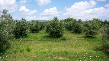 Zeytin tarlası, güneşli bir gün, tarımsal gıda