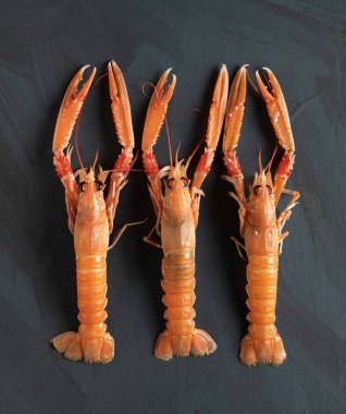 Üç taze Norveç ıstakozu.