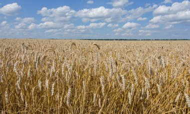 Alanıyla olgunlaştırmak buğday tahıl bulutlu mavi gökyüzü altında.