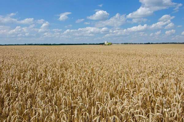 Alanıyla Olgunlaştırmak Buğday Tahıl Hasat Bulutlu Mavi Gökyüzü Altında — Stok fotoğraf