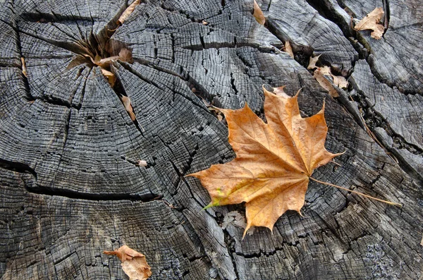 Texture Cut Tree Gray Cracks Yellow Autumn Leaf — Stock Photo, Image