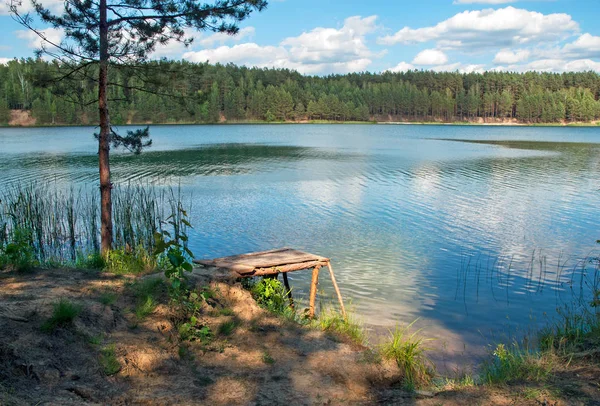 소나무 숲에서 호수 보기. — 스톡 사진