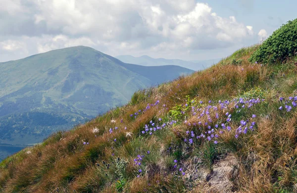 Mountain slope with purple flowers