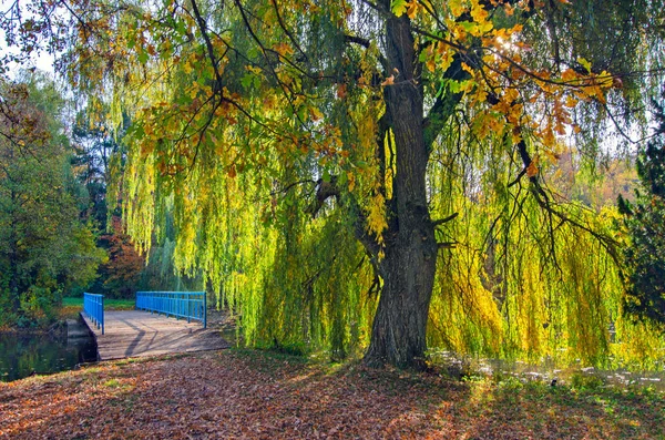 Large tree in  autumn park. — Stock Photo, Image