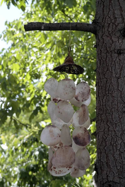 Wind bell made from mussel shells.