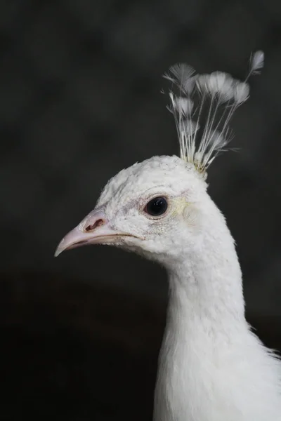 A peacock in a cage on a private farm.