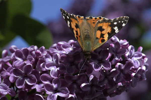 Spring, lilacs and colorful butterflies in my garden / Ankara / Turkey