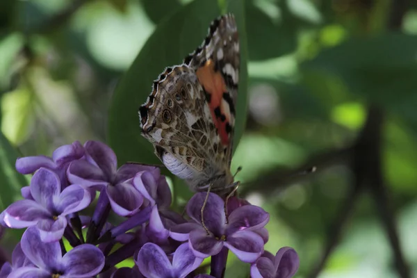 Spring, lilacs and colorful butterflies in my garden / Ankara / Turkey