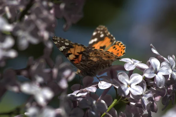 Spring, lilacs and colorful butterflies in my garden / Ankara / Turkey