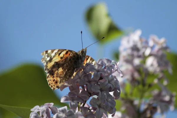 Spring, lilacs and colorful butterflies in my garden / Ankara / Turkey