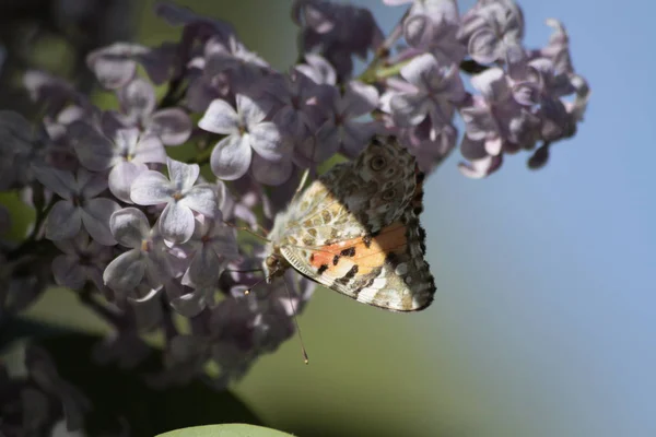 Spring, lilacs and colorful butterflies in my garden / Ankara / Turkey