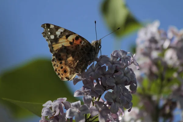 Spring, lilacs and colorful butterflies in my garden / Ankara / Turkey