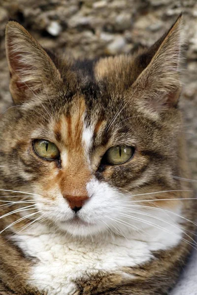 Cute and beautiful house cat in the garden. Cat resting in the garden.