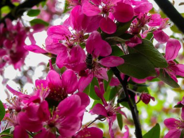 küçük arı kırmızı çiçeklerbal toplar