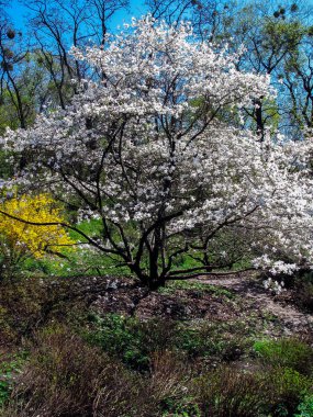 bahçede açan beyaz manolya ağacı
