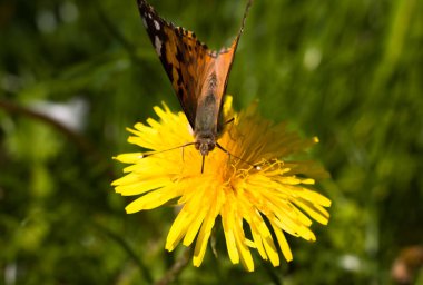 Güzel hükümdar kelebek kovanları yaz aylarında sarı bir karahindiba çiçeği nektar toplar