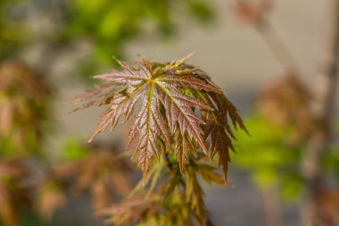 İlk kırmızı bahar nazik yaprakları, tomurcukları ve dalları arka plan kadar yakın