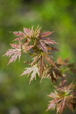 İlk bahar nazik yaprakları, tomurcukları ve dalları arka plan kadar yakın