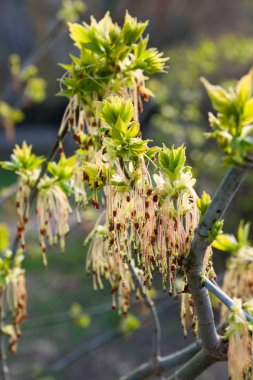 İlk bahar nazik yaprakları, tomurcukları ve dalları arka plan kadar yakın