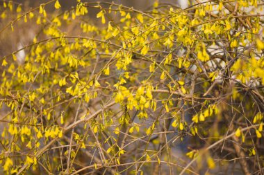 İlkbaharda çiçek açan forsythia. Sarı çiçeklerle bulanık bir zemin. Parkta güzel çiçekçiler. Yumuşak odak ve bulanık ile Bahar çiçek forsythia. Tonlu görüntü odakta değil.