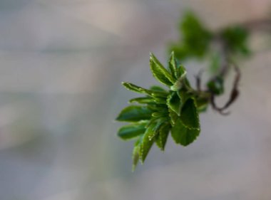 Genç yeşil ihale baharda filizlenir ve yapraklanır. Kapat.