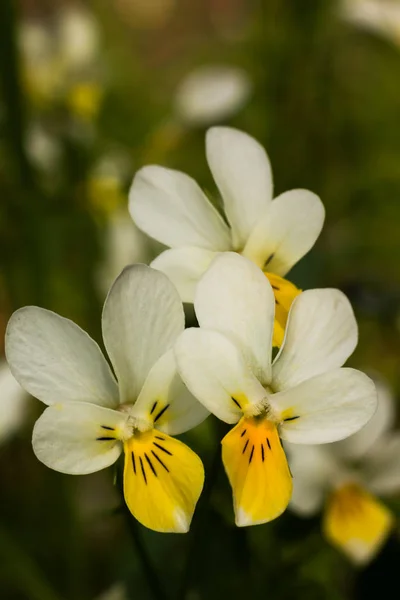 Yellow and white pansies flower close up — Stock Photo, Image