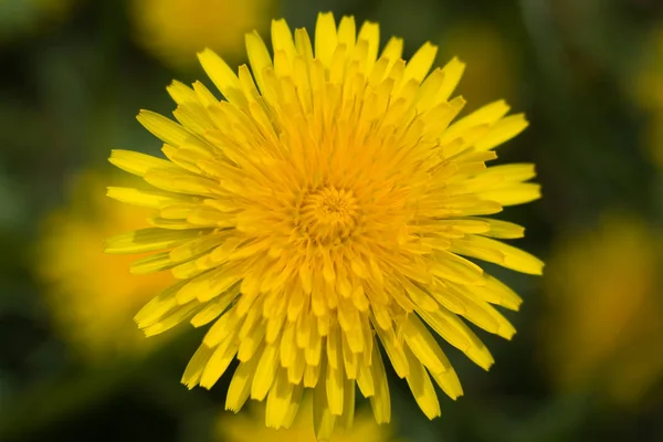 Yeşil çayır closeup üzerinde çiçekaçan sarı karahindiba — Stok fotoğraf