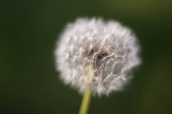 Le pissenlit fleurit au printemps close up — Photo