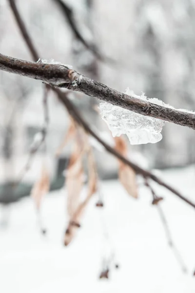 Closeup gelo no ramo no dia de inverno — Fotografia de Stock