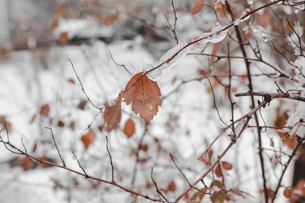 Branch and Leaves Sheathed in Ice (em inglês). Dia de inverno. Fechar. . — Fotografia de Stock