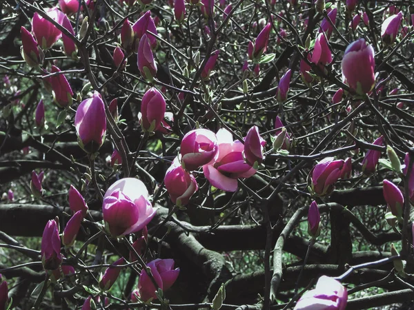 Albero di magnolia Bloomy con grandi fiori rosa — Foto Stock