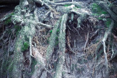 Yeşil ormandaki yosunlu uzun çam kökleri.