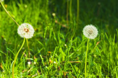 Yeşil arka planda iki karahindiba. Bir karahindiba odak noktasında değil. Arka planda parlak bahar çimenleri.