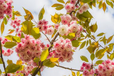 Güneşli bir günde narin sakura çiçekleri. Çiçek açan kiraz ya da kiraz dalı. Bulutlu arkaplan