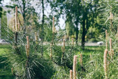 Baharda çiçek açan çam ağacı. Çam ağacının dallarında yeni çam kozalakları filizlenir..