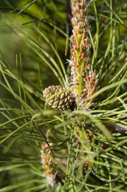 Baharda çiçek açan çam ağacı. Çam ağacının dallarında yeni çam kozalakları filizlenir..