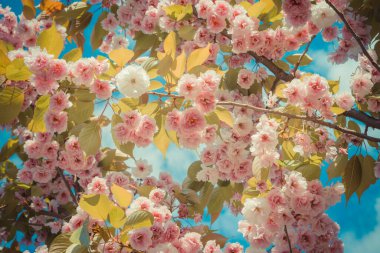 Güneşli bir günde narin sakura çiçekleri. Çiçek açan kiraz ya da kiraz dalı. Mavi gökyüzü arkaplanı. Eski tarz.