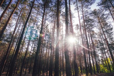 Bulutlu mavi gökyüzünün altındaki çam ormanı. Akşam çam ormanında. Ağaçlardaki güneş ışınları. Alt manzara. Güneş ağaçların arkasından ışıl ışıl parlıyor