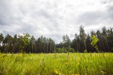 Bulutlu bir günde ormandaki güzel yeşil çayır.