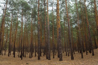 Bulutlu bir günde çam ormanı. Ormanda çok sayıda çam sandığı var.