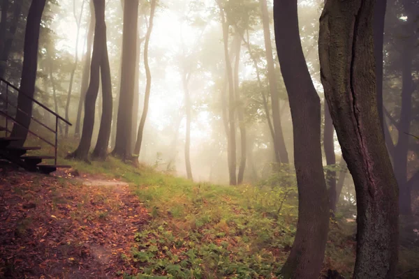 Névoa Misteriosa Entre Árvores Floresta Outono — Fotografia de Stock