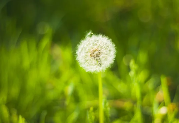 Pissenlit Sur Fond Vert Flou Doux Herbe Printanière Lumineuse Sur — Photo