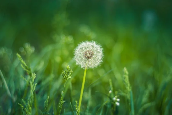 Pissenlit Sur Fond Vert Flou Doux Herbe Printanière Lumineuse Sur — Photo