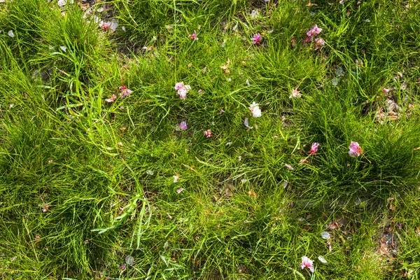 Güneşli Bir Günde Yeşil Çimlerin Üzerinde Düşen Sakura Yaprakları — Stok fotoğraf