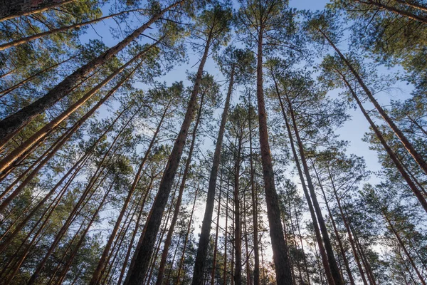 Bosque Pinos Bajo Vista Del Fondo Del Cielo Azul Nuboso — Foto de Stock