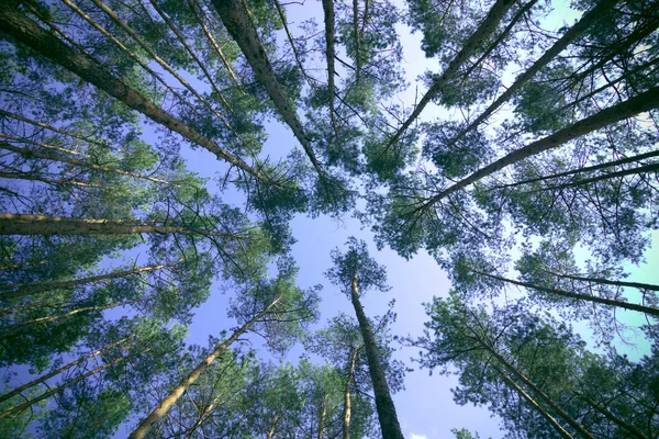 Bosque Pinos Bajo Vista Del Fondo Del Cielo Azul Nuboso — Foto de Stock