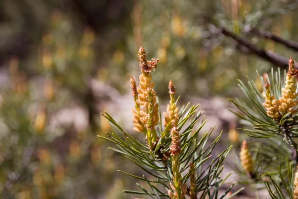 春に松を咲かせます 松の木の枝に新しい松のコーンの芽 — ストック写真